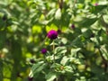 BachelorÃ¢â¬â¢s button or Gomphrena globosa Royalty Free Stock Photo